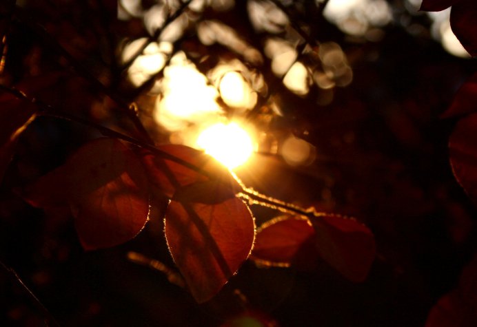artistic_backlit_autumn_leaves